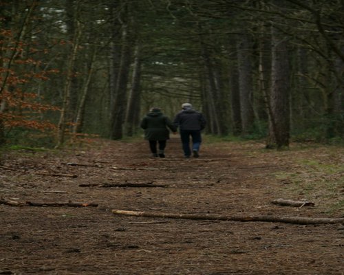 Couple walking peacefully in a forest path
